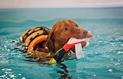 Bluestone Canine Hydrotherapy centre image