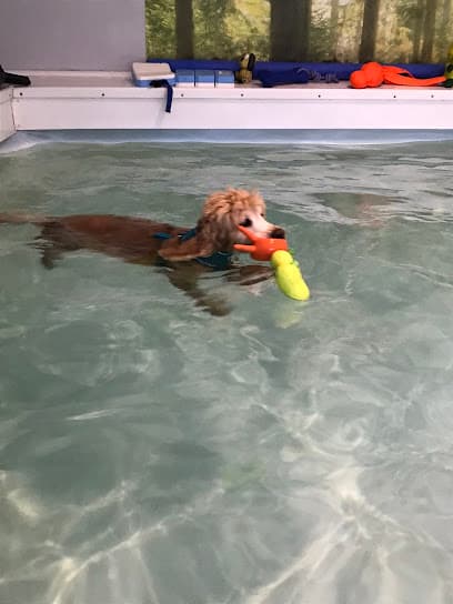 Cannock Canine Hydrotherapy centre image
