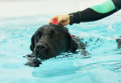 VJP Veterinary Rehabilitation: Canine Hydrotherapy - Veterinary Physiotherapy - Performance centre image