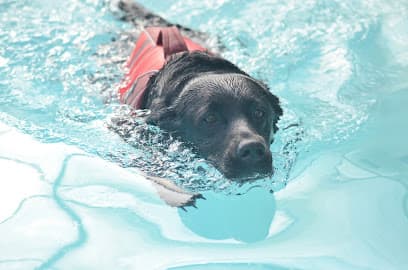 Millhaven Canine Rehabilitation centre image