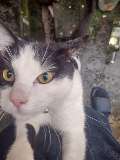 Mid Antrim Animal Sanctuary centre image