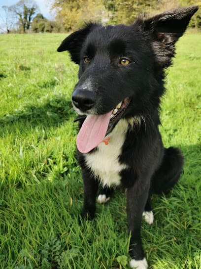 Corran Kennels centre image