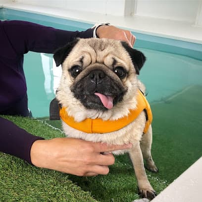 Country Canines Hydrotherapy centre image