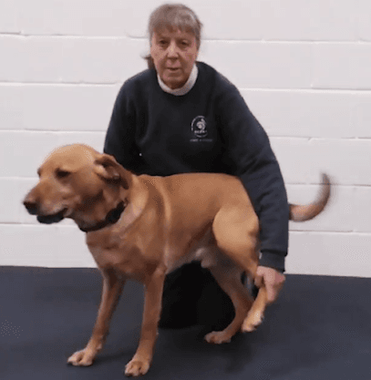 Paws 4 Fitness centre image