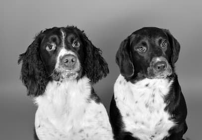 North East Hydrotherapy & Animal Rehabilitation centre image