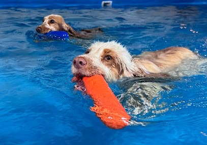 Jump In Dog Therapy Pool centre image