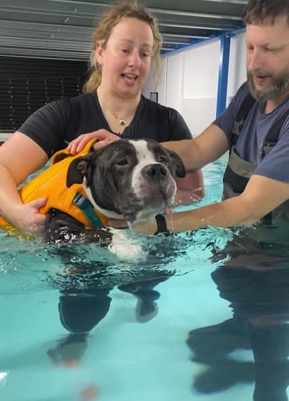 Cotswold Canine Rehab Group - hydrotherapy pool & underwater treadmill centre image