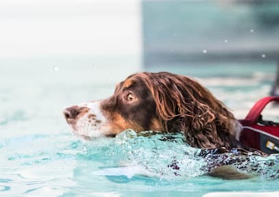 Completely K9 Hydrotherapy & Rehabilitation centre image