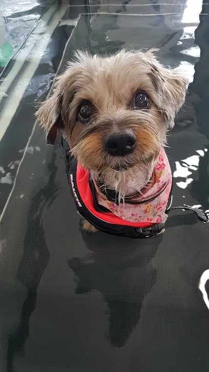 Anna Wilson Veterinary Physiotherapy (including hydrotherapy) centre image
