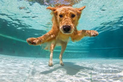 FlowMotion Canine Hydrotherapy centre image